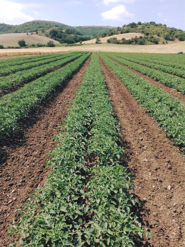 Russolillo Brand Image4